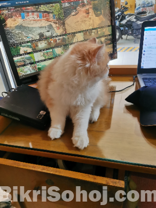 Traditional Persian Male Kitten